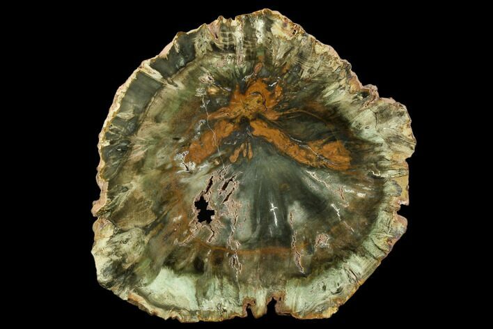 Top Quality, Petrified Wood (Woodworthia) Round - Zimbabwe #124242